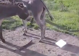 Animal porn - Copulation between donkeys in heat was caught on camera