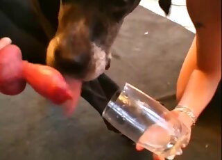 Redhead and brunette are drinking canine jizz after draining his cock