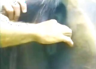 Vintage zoo porn - Guy plays with juicy horse pussy