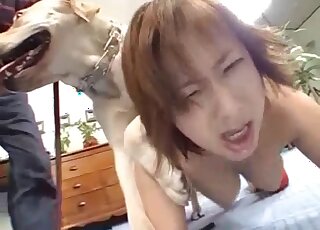 Young Oriental girl gets topped by two Labradors in heat
