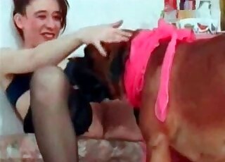 Dog is performing pussy-licking for an aroused brunette zoophile