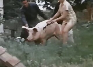 Vintage zoo sex video with fat pig in the main role
