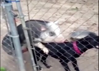 Camera caught horny pig that's trying to sexually dominate black dog