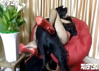 Lady in red lets big black dog munch on her twat before intercourse