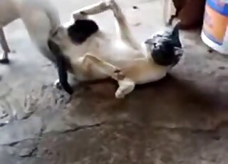 Cat & dog got stuck after inter-species intercourse