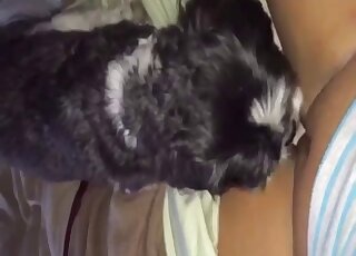 Black dog eating this zoophile's juicy vagina in a taboo porn movie