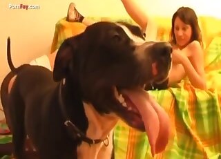 Babe with long legs goes on all fours to let the black dog fuck her up