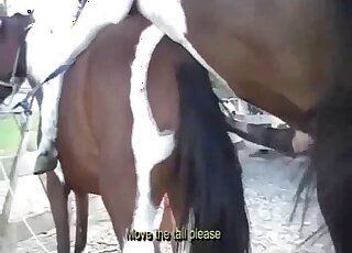 Awesome sex scene showing a stallion fuckcing a mare from behind