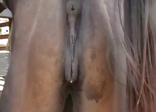 Mare pussy looks terrific while being showcased in a voyeur video