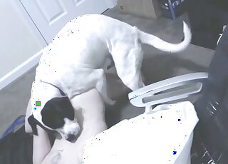 Hidden cam movie with a slutty ginger that bottoms for a white dog