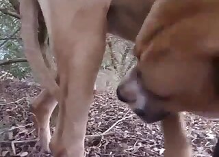 Sloppy dog porn makes horny amateur crave some sex too