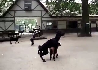 Lama fucks baby goat and horny guy films the whole scene
