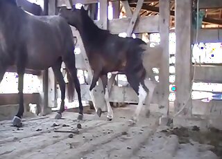Rough sex between horses while horny zoom lover sits and watches