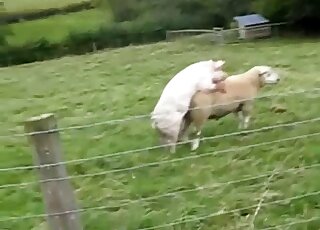 Pig fucks sheep in crazy outdoor scenes while guys film the whole thing