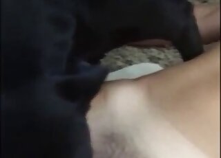 Busty amateur with hairy cunt licked by dog and fucked on cam
