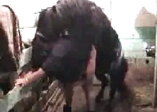Black horse is fucking hard wet pussy of a fat zoophile bitch