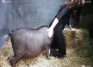 Aroused lesbians use male swine to fulfill their dirty sex needs