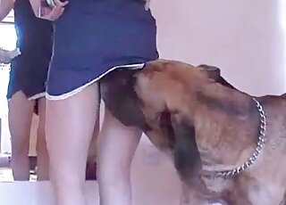 Dog gladly licks juicy butt of a blond zoophile bitch during zoo porn
