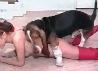 Aroused doggy wants to fuck its owner and lick that pussy