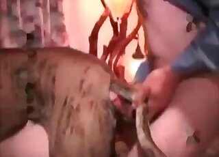 Dog fucks horny bitch while getting fucked by a zoophile dude