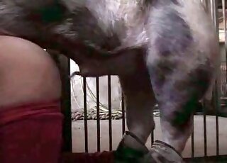 Big pig stuffs its pecker inside nasty dude's ass during wild zoo porn