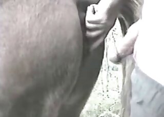 Dirty-minded zoophile stuffs his pecker inside wet cunt of a horse