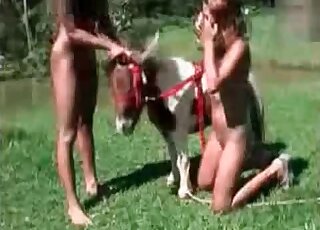 Two zoophile chicks gladly make out with a pony outdoors