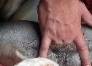 Zoophile enjoys fingering wet pussy hole of his aroused dog at home