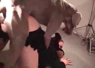 Aroused dog doesn't want to stop fucking horny babe's wet pussy