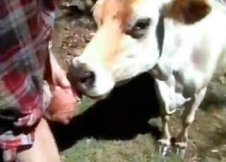Naughty zoophile starts fucking cow from behind outdoors