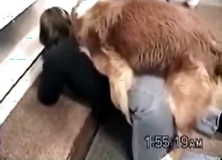 Compilation of doggystyle love with sexy dogs that hump hard