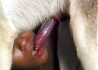 Attractive babes choose to share a white dog's colossal penis here