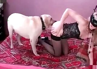 White dog finds a leggy and shy babe in stockings and fucks her