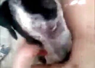 Juicy zoophile pussy getting licked by a dog that loves wet holes