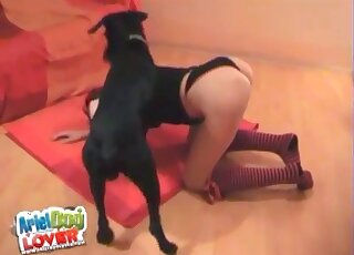Black dog fucking a lady in striped socks and a mask on all fours