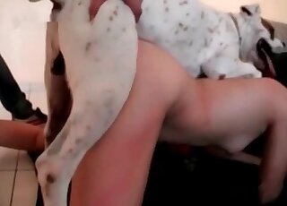 Hot brunette lady with curves fucked by a white dog from behind
