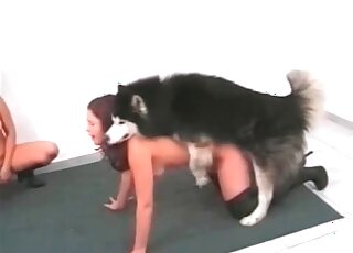 Two skinny brunettes cannot wait to get fucked by a husky