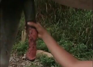 Highly entertaining erotic movie shows Latina jacking a horse cock