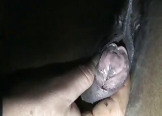 Mare pussy getting pounded by a good-looking human penis from behind