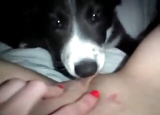 Cute dog licks juicy wet cunt of a dirty-minded naked lady