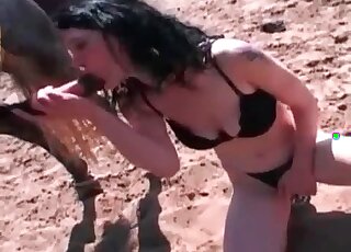 Brunette gives a blowjob to a horse and fingers her bald cunt