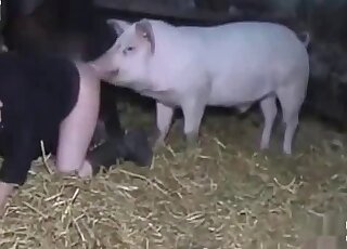 Boar bangs a dirty slut in a mind-blowing zoophilia scene