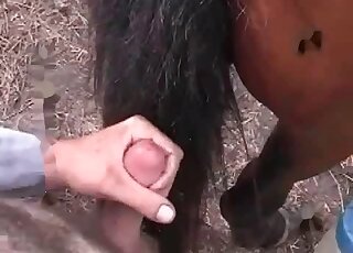 Wild dude stuffs horse’s hole with his erected cock in zoophilia action
