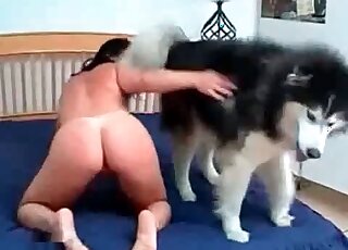 Fluffy husky fucks horny brunette from behind on the bed