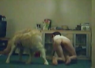 पतली प्यारी लड़की अपने लैब्राडोर कुत्ते को अपनी गीली चूत को एक्सप्लोर करने देती है