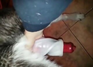 Huge red cock of a canine makes the slutty girl mad with lust