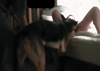 Dude makes his wife go for a canine’s dick in bestiality threesome sex