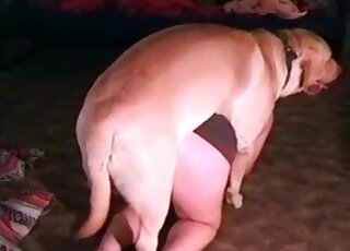 Dog fucks an aged slut and stuffs its cock in her filthy mouth