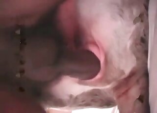 Zoophile dude bangs his big dog in the bedroom in a bestiality video