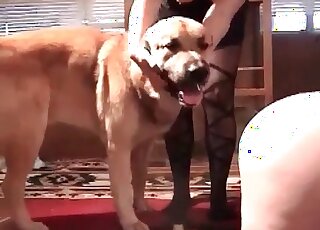 Plump mature slut gets her fat pussy fucked ardently by her pet dog